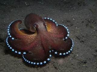 Coloris