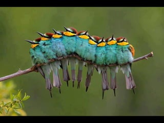 Coloris