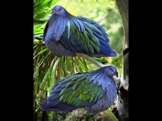 Coloris