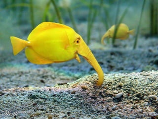 Coloris
