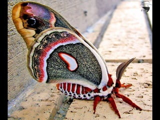 Coloris
