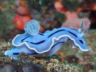 Coloris