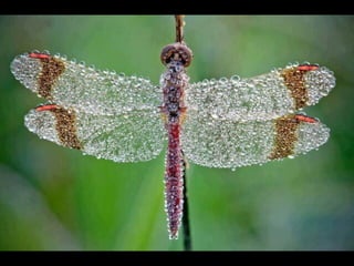 Coloris