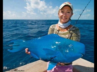 Coloris