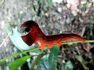 Coloris