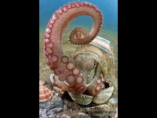 Coloris