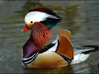 Coloris