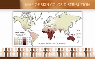 Colorism And Socioeconomic Status PPT Colorism And Socioeconomic Status 3 320 