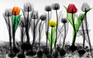 Colorized X- ray photographs By Arie van't Riet