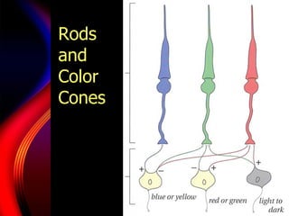 Eye Rods Color Table Colormanagement | PPT