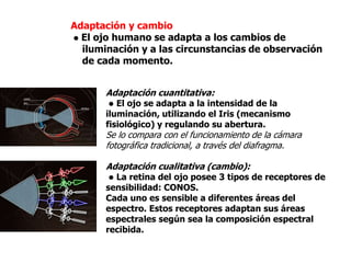 	Adaptación y cambioEl ojo humano se adapta a los cambios de 		    iluminación y a las circunstancias de observación 	    de cada momento.Adaptación cuantitativa:El ojo se adapta a la intensidad de la 				iluminación, utilizando el Iris (mecanismo 			fisiológico) y regulando su abertura.Se lo compara con el funcionamiento de la cámara 			fotográfica tradicional, a través del diafragma.Adaptación cualitativa (cambio):La retina del ojo posee 3 tipos de receptores de 		sensibilidad: CONOS. 		Cada uno es sensible a diferentes áreas del 			espectro. Estos receptores adaptan sus áreas 			espectrales según sea la composición espectral 			recibida.