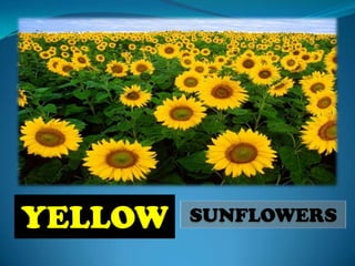 YELLOW   SUNFLOWERS
 