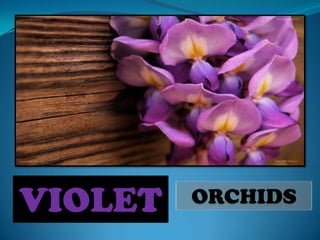 VIOLET   ORCHIDS
 