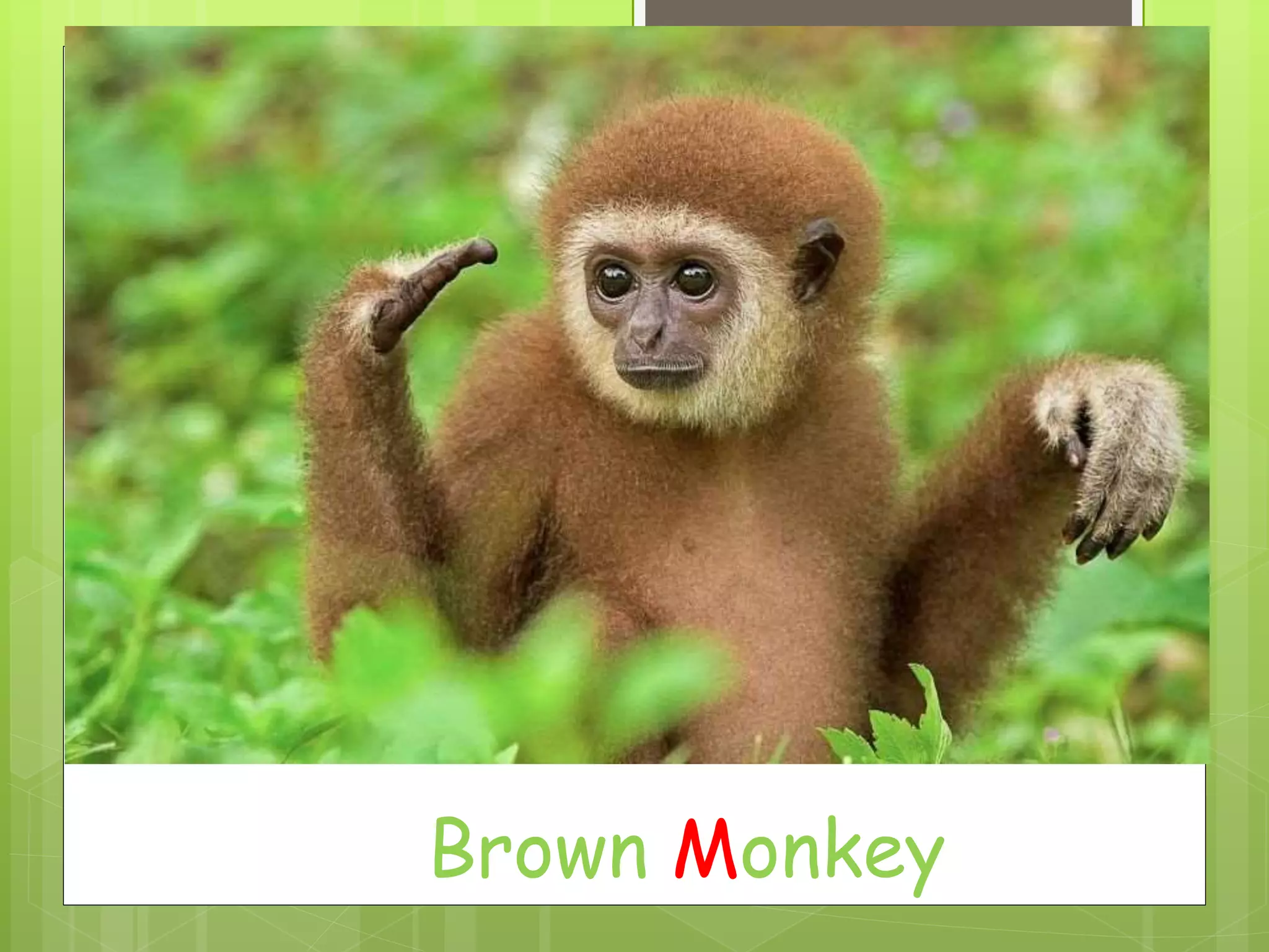 Brown Monkey
 
