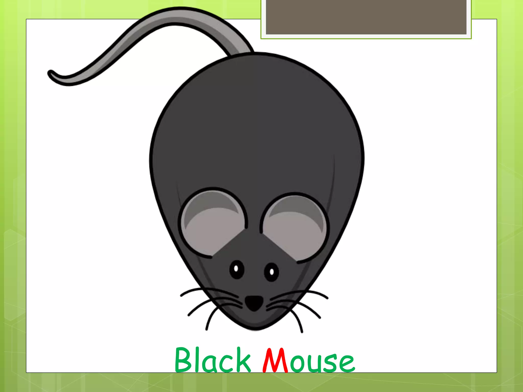 Black Mouse
 