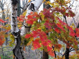 Colorsildy 100923132227-phpapp01
