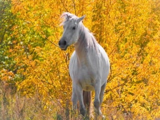 Colorsildy 100923132227-phpapp01