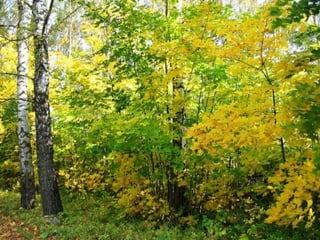 Colorsildy 100923132227-phpapp01