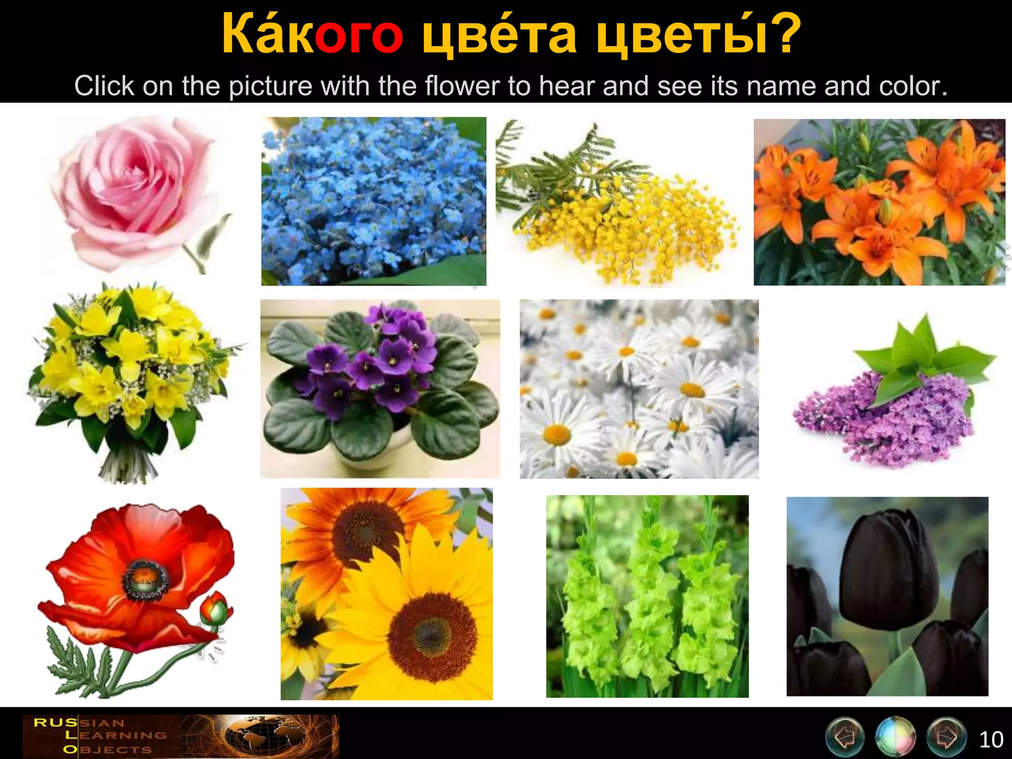 10
Ка́кого цве́та цветы́ ?
Click on the picture with the flower to hear and see its name and color.
Роза – розовая. Незабудки –
голубые.
Мимоза –
жёлтая.
Лилии –
оранжевые.
Фиалки –
фиалетовые.
Ромашки –
белые и жёлтые.
Сирень
– лиловая.Нарциссы –
жёлтые.
Подсолнухи –
жёлтые.
Гладиолусы –
зелёные.
Тюльпаны –
чёрные.
Маки –
красные.
 