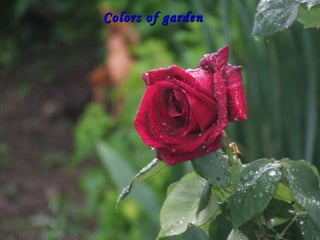 Colors of garden  