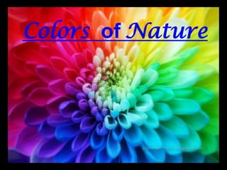 Colors ofNature 