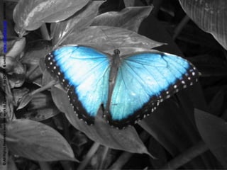 © All Rights Reserved over the work in PowerPoint  by DOINA & under  www.slideshare.net  protection