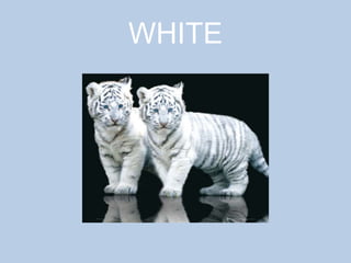 WHITE
 