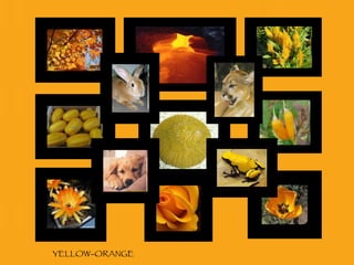 YELLOW-ORANGE 