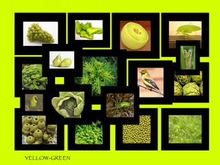 YELLOW-GREEN 