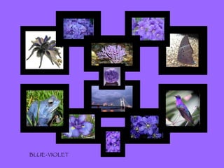 BLUE-VIOLET 