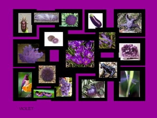 VIOLET 
