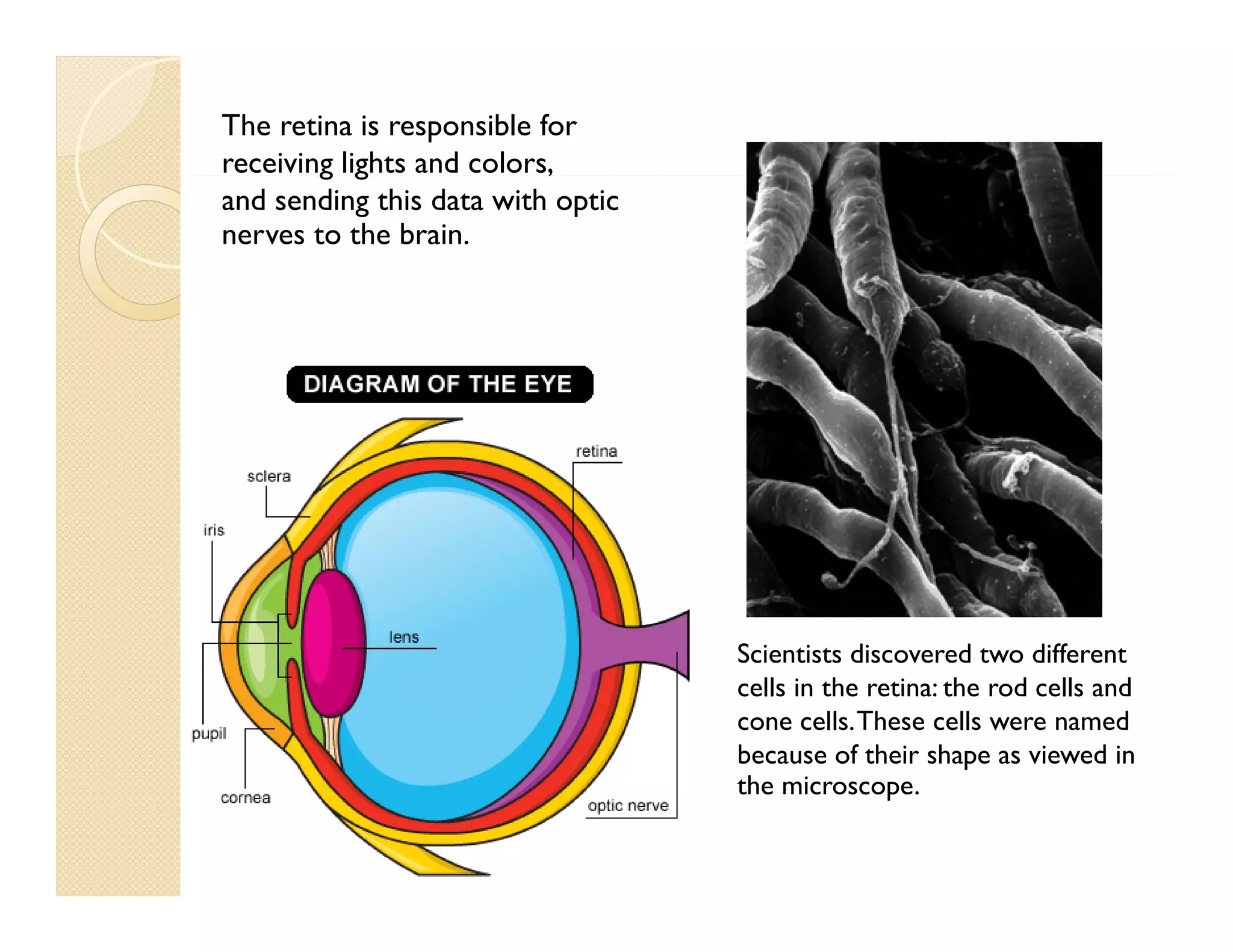 The retina is responsible for
receiving lights and colors,
g g
,
and sending this data with optic
nerves to the brain.

Scientists discovered two different
cells in the retina: the rod cells and
cone cells. These cells were named
because of their shape as viewed in
the microscope.
h

 