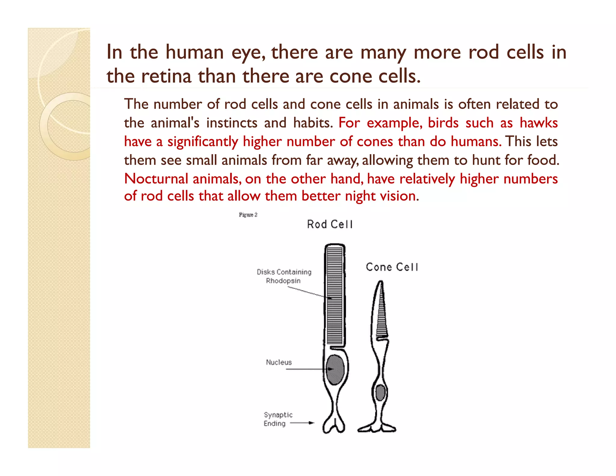 In the human eye, there are many more rod cells in
the retina than there are cone cells.
cells.
The number of rod cells and cone cells in animals is often related to
the animal's instincts and habits. For example, birds such as hawks
habits.
have a significantly higher number of cones than do humans. This lets
g
y g
humans.
them see small animals from far away, allowing them to hunt for food.
food.
Nocturnal animals, on the other hand, have relatively higher numbers
of rod cells that allow them better night vision.
vision.

 