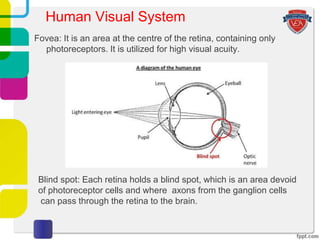 Fovea: It is an area at the centre of the retina, containing only
photoreceptors. It is utilized for high visual acuity.
Blind spot: Each retina holds a blind spot, which is an area devoid
of photoreceptor cells and where axons from the ganglion cells
can pass through the retina to the brain.
Human Visual System
 