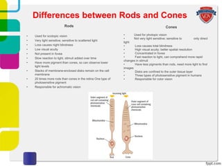 Rods
• Used for scotopic vision
• Very light sensitive; sensitive to scattered light
• Loss causes night blindness
• Low visual acuity
• Not present in fovea
• Slow reaction to light, stimuli added over time
• Have more pigment than cones, so can observe lower
light levels
• Stacks of membrane-enclosed disks remain on the cell
membrane
• 20 times more rods than cones in the retina One type of
photosensitive pigment
• Responsible for achromatic vision
Cones
• Used for photopic vision
• Not very light sensitive; sensitive to only direct
light
• Loss causes total blindness
• High visual acuity; better spatial resolution
• Concentrated in fovea
• Fast reaction to light, can comprehend more rapid
changes in stimuli
• Have less pigments than rods, need more light to find
images
• Disks are confined to the outer tissue layer
• Three types of photosensitive pigment in humans
• Responsible for color vision
Differences between Rods and Cones
 