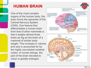 One of the most complex
organs of the human body, the
brain forms the epicenter of the
Central Nervous System
(CNS). One feature that
differentiates a human brain
from that of other mammals is
that it weighs almost three
times as big as the brain of a
mammal of similar body
weight. This increase in volume
and size is accounted for by
the highly convoluted cerebral
cortex. In human beings, the
part of the brain devoted to
vision is greatly enlarged.
HUMAN BRAIN
 