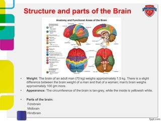 • Weight: The brain of an adult man (70 kg) weighs approximately 1.5 kg. There is a slight
difference between the brain weight of a man and that of a woman; man's brain weighs
approximately 100 gm more.
• Appearance: The circumference of the brain is tan-grey, while the inside is yellowish white.
• Parts of the brain:
Forebrain
Midbrain
Hindbrain
Structure and parts of the Brain
 