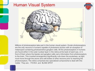 Human Visual System
Millions of photoreceptors take part in the human visual system. Ocular photoreceptors
are the only neurons in humans capable of phototrans duction with an exception of
melanopsin-containing photosensitive ganglion cells. All the photoreceptors in humans
are found either in the outer nuclear layer in the retina at the back of each eye, or in
front of them where the bipolar and ganglion cells carry information from photoreceptors
to the brain. This inverted arrangement significantly cuts down the acuteness, as light
must move through the axons and cell bodies of other neurons prior to reaching the
photoreceptors. The retina comprises two specialized components to deal with this
matter They are : FOVEA and BLIND SPOT
 