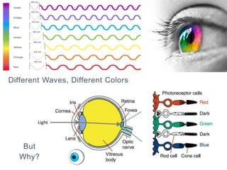 The Science of Color | PPTX