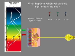 Yellow Light Method Example The Science of Color | PPTX