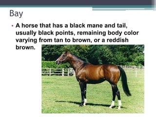 Equine Colors | PPTX