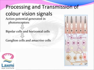 Processing and Transmission of
colour vision signals
Action potential generated in
photoreceptors
Bipolar cells and horizontal cells
Ganglion cells and amacrine cells
 