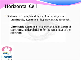 Horizontal Cell
 It shows two complete different kind of response.
 Luminosity Response : hyperpolarising response.
 Chromatic Response : hyperpolarizing in a part of
spectrum and depolarising for the remainder of the
spectrum.
 