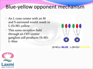 Blue-yellow opponent mechanism
(S+M)-L=BLUE L-(M+S)=YELLOW
• An L cone center with an M
and S surround would result in
L-(S+M)–yellow
• This same receptive field
through an OFF-center
ganglion cell produces (S+M)-
L–blue
 