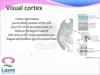 Visual cortex
Colour information
parvocellular portion of the LGB
layer IVc of striate cortex (area 17)
blobs in the layers II and III
thin strip in the visual association area
lingual and fusiform gyri of occipital lobe
.
 