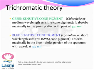 Trichromatic theory
 GREEN SENSITIVE CONE PIGMENT – (Chlorolabe or
medium wavelength sensitive cone pigment): It absorbs
maximally in the green portion with peak at 530 nm.
 BLUE SENSITIVE CONE PIGMENT (Cyanolabe or short
wavelength sensitive (SWS) cone pigment): absorbs
maximally in the blue – violet portion of the spectrum
with a peak at 415 nm
Neitz M, Neitz J, Jacobs GH. Spectral tuning of pigments underlying red-green color
vision. Science 1991; 252:971–974.
 