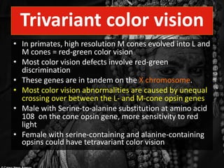 Color Vision Abnormalities Color vision โอม | PDF