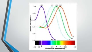 Lens Color Visualizations Color vision - concepts | PPTX