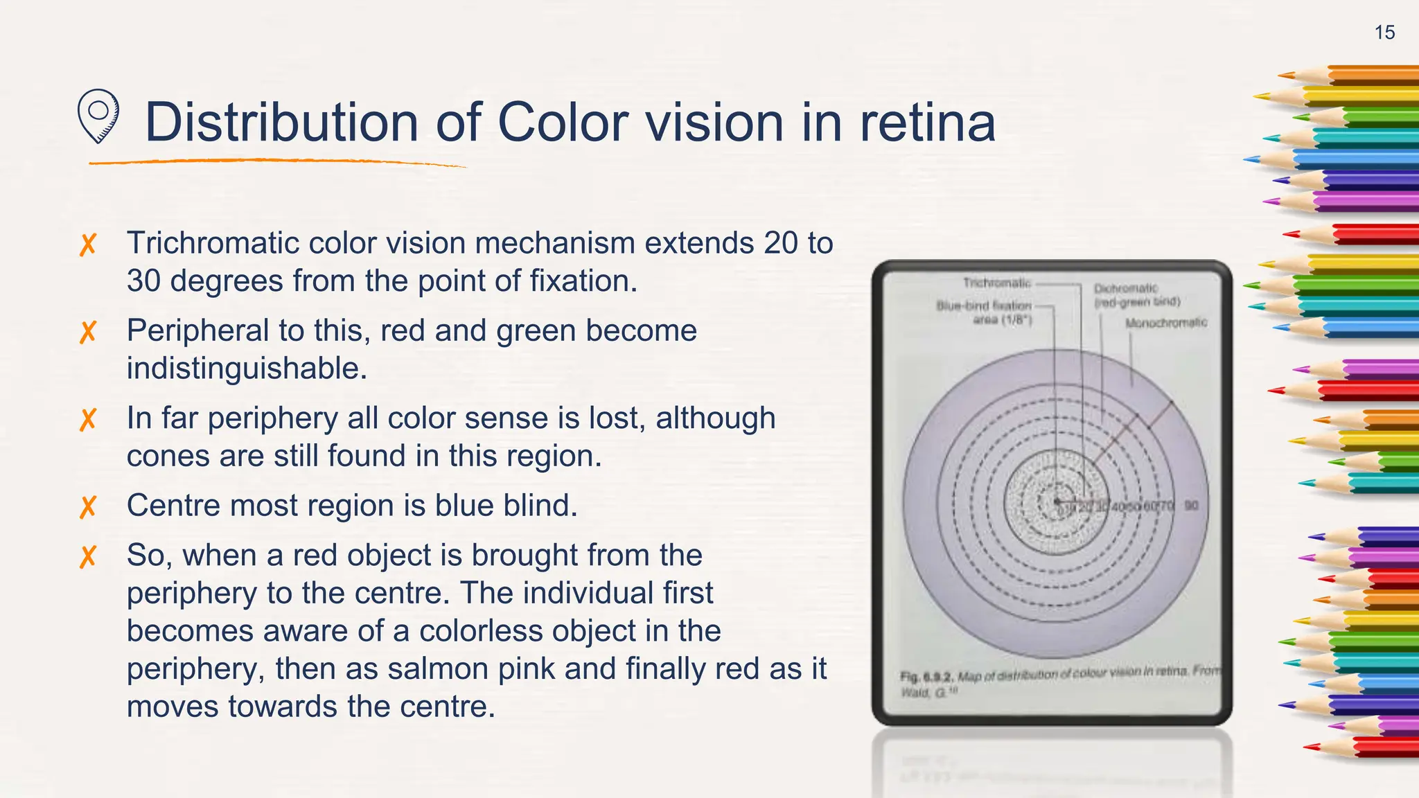Distribution of Color vision in retina
✘ Trichromatic color vision mechanism extends 20 to
30 degrees from the point of fixation.
✘ Peripheral to this, red and green become
indistinguishable.
✘ In far periphery all color sense is lost, although
cones are still found in this region.
✘ Centre most region is blue blind.
✘ So, when a red object is brought from the
periphery to the centre. The individual first
becomes aware of a colorless object in the
periphery, then as salmon pink and finally red as it
moves towards the centre.
15
 