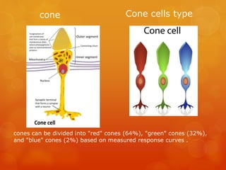 Visual Cone Cell Color Color vision | PPTX